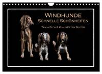 Windhunde - Schnelle Schönheiten (Wandkalender 2026 DIN A4 quer), CALVENDO Monatskalender