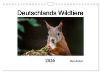 Deutschlands Wildtiere (Wandkalender 2026 DIN A4 quer), CALVENDO Monatskalender