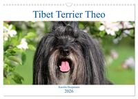Tibet Terrier Theo (Wandkalender 2026 DIN A3 quer), CALVENDO Monatskalender