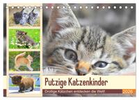 Putzige Katzenkinder. Drollige Kätzchen entdecken die Welt! (Tischkalender 2026 DIN A5 quer), CALVENDO Monatskalender