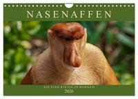 Nasenaffen von Borneo (Wandkalender 2026 DIN A4 quer), CALVENDO Monatskalender