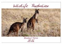 Wildlife Australien (Wandkalender 2026 DIN A3 quer), CALVENDO Monatskalender