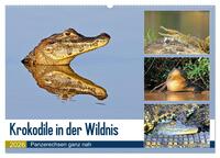 Krokodile in der Wildnis (Wandkalender 2026 DIN A2 quer), CALVENDO Monatskalender