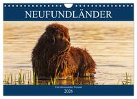 Neufundländer - Ein bärenstarker Freund (Wandkalender 2026 DIN A4 quer), CALVENDO Monatskalender