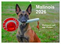 Malinois - Wahnsinn auf vier Pfoten (Wandkalender 2026 DIN A2 quer), CALVENDO Monatskalender