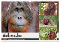Waldmenschen - Orang Utans auf Borneo (Wandkalender 2026 DIN A2 quer), CALVENDO Monatskalender