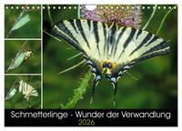 Schmetterlinge - Wunder der Verwandlung (Wandkalender 2026 DIN A4 quer), CALVENDO Monatskalender