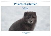 Polarfuchsstudien Wildlife (Wandkalender 2026 DIN A3 quer), CALVENDO Monatskalender