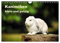 Kaninchen klein und putzig (Wandkalender 2026 DIN A4 quer), CALVENDO Monatskalender