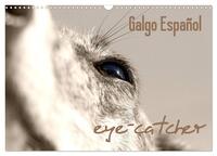 Galgo eye-catcher (Wandkalender 2026 DIN A3 quer), CALVENDO Monatskalender