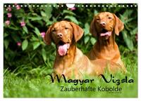 Magyar Vizsla - Zauberhafte Kobolde (Wandkalender 2026 DIN A4 quer), CALVENDO Monatskalender
