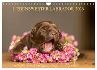 Liebenswerter Labrador 2026 (Wandkalender 2026 DIN A4 quer), CALVENDO Monatskalender