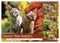 Devon Rex Katzen. Der aufgeweckte Kobold im Garten (Wandkalender 2026 DIN A3 quer), CALVENDO Monatskalender