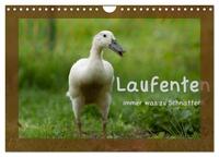 Laufenten immer was zu Schnattern (Wandkalender 2026 DIN A4 quer), CALVENDO Monatskalender