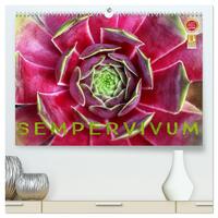 Sempervivum - Hauswurz (hochwertiger Premium Wandkalender 2026 DIN A2 quer), Kunstdruck in Hochglanz