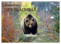 Begegnungen DER BRAUNBÄR (Wandkalender 2026 DIN A3 quer), CALVENDO Monatskalender
