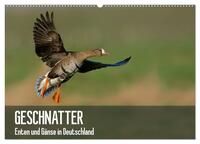 Geschnatter - Enten und Gänse in Deutschland (Wandkalender 2026 DIN A2 quer), CALVENDO Monatskalender