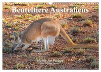 Beuteltiere Australiens (Wandkalender 2026 DIN A3 quer), CALVENDO Monatskalender