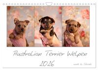 Australian Terrier Welpen (Wandkalender 2026 DIN A4 quer), CALVENDO Monatskalender