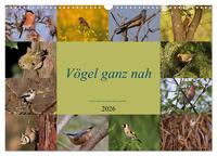 Vögel ganz nah (Wandkalender 2026 DIN A3 quer), CALVENDO Monatskalender