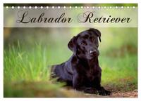 Labrador Retriever (Tischkalender 2026 DIN A5 quer), CALVENDO Monatskalender
