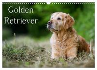 Golden Retriever (Wandkalender 2026 DIN A3 quer), CALVENDO Monatskalender