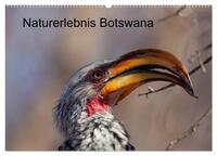 Naturerlebnis Botswana (Wandkalender 2026 DIN A2 quer), CALVENDO Monatskalender