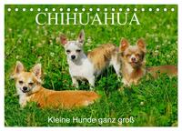 Chihuahua - Kleine Hunde ganz groß (Tischkalender 2026 DIN A5 quer), CALVENDO Monatskalender