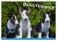 Bullterrier (Wandkalender 2026 DIN A2 quer), CALVENDO Monatskalender