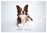Border Collies (Wandkalender 2026 DIN A2 quer), CALVENDO Monatskalender