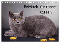 Britisch Kurzhaar Katzen (Wandkalender 2026 DIN A4 quer), CALVENDO Monatskalender