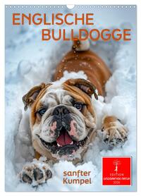 Englische Bulldogge - sanfter Kumpel (Wandkalender 2026 DIN A3 hoch), CALVENDO Monatskalender