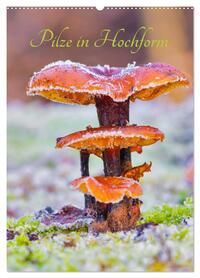 Pilze in Hochform (Wandkalender 2026 DIN A2 hoch), CALVENDO Monatskalender