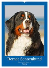 Berner Sennenhund - stark , schön und liebenswert (Wandkalender 2026 DIN A2 hoch), CALVENDO Monatskalender