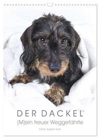 Der Dackel (M)ein treuer Weggefährte (Wandkalender 2026 DIN A3 hoch), CALVENDO Monatskalender