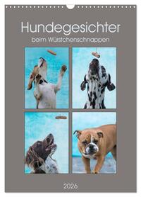 Hundegesichter beim Würstchenschnappen (Wandkalender 2026 DIN A3 hoch), CALVENDO Monatskalender