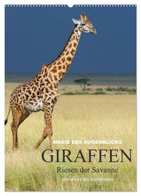 Magie des Augenblicks - Giraffen - Riesen der Savanne (Wandkalender 2026 DIN A2 hoch), CALVENDO Monatskalender