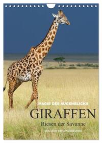 Magie des Augenblicks - Giraffen - Riesen der Savanne (Wandkalender 2026 DIN A4 hoch), CALVENDO Monatskalender