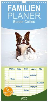 Familienplaner 2026 - Border Collies mit 5 Spalten (Wandkalender, 21 x 45 cm) CALVENDO