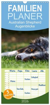 Familienplaner 2026 - Australian Shepherd - Augenblicke mit 5 Spalten (Wandkalender, 21 x 45 cm) CALVENDO