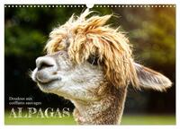 Alpagas, doudous aux coiffures sauvages (Calendrier mural 2026 DIN A3 vertical), CALVENDO calendrier mensuel