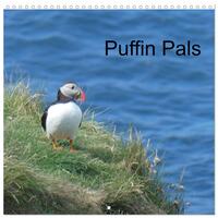 Puffin Pals (Wall Calendar 2026 12 × 12 Inch) CALVENDO 12 Month Wall Calendar
