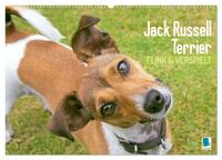 Jack Russell Terrier: flink und verspielt (Wandkalender 2026 DIN A2 quer), CALVENDO Monatskalender