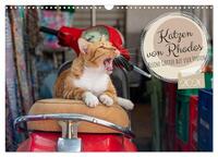 Katzen von Rhodos - Kleine Götter auf vier Pfoten (Wandkalender 2026 DIN A3 quer), CALVENDO Monatskalender