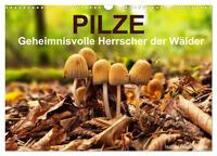Pilze - Geheimnisvolle Herrscher der Wälder (Wandkalender 2026 DIN A3 quer), CALVENDO Monatskalender