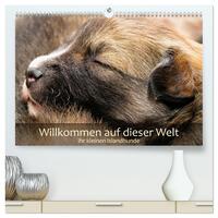 Willkommen auf dieser Welt ihr kleinen Islandhunde (hochwertiger Premium Wandkalender 2027 DIN A2 quer), Kunstdruck in Hochglanz