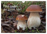 Pilze finden - das ganze Jahr! (Wandkalender 2027 DIN A4 quer), CALVENDO Monatskalender