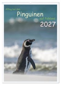 Alltag bei den Pinguinen auf Falkland (Wandkalender 2027 DIN A2 hoch), CALVENDO Monatskalender
