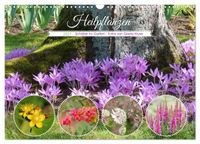 Heilpflanzen - Schätze im Garten (Wandkalender 2027 DIN A3 quer), CALVENDO Monatskalender