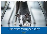 Das erste Whippet-Jahr (Wandkalender 2027 DIN A2 quer), CALVENDO Monatskalender